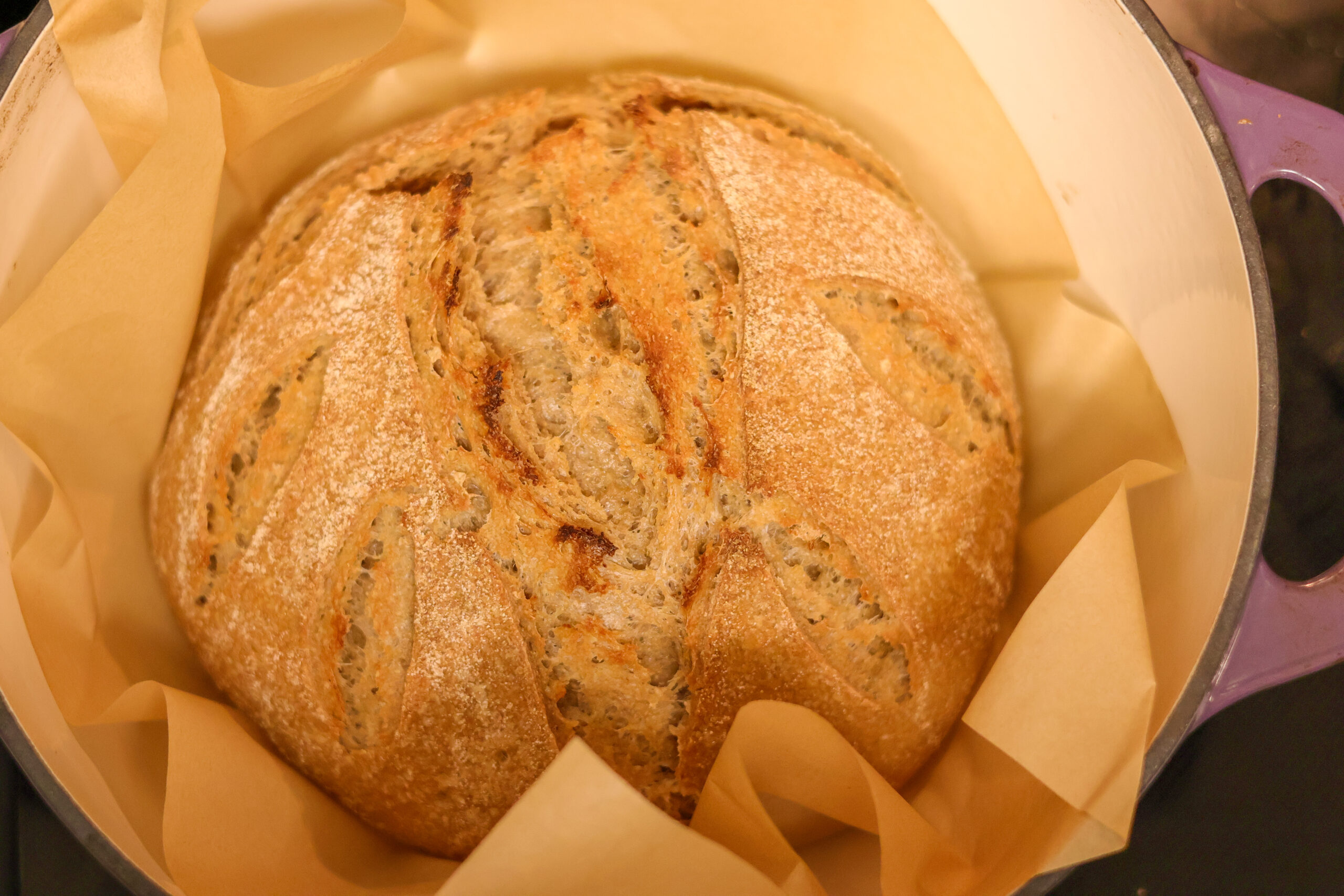 artisian sourdough bread with freshly milled flour in a dutch oven